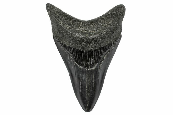 Serrated, Fossil Megalodon Tooth - South Carolina #341488